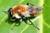 Criorhina floccosa